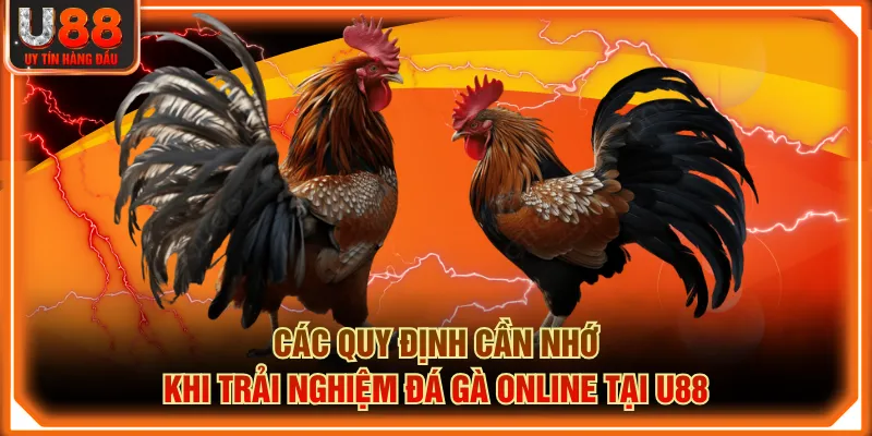 Các quy định cần nhớ khi trải nghiệm đá gà online tại U88