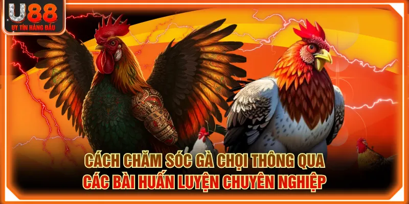Cách chăm sóc gà chọi thông qua các bài huấn luyện chuyên nghiệp
