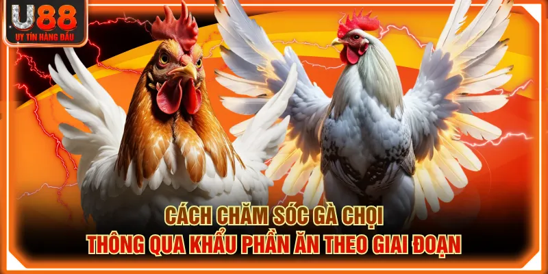 Cách chăm sóc gà chọi thông qua khẩu phần ăn theo giai đoạn