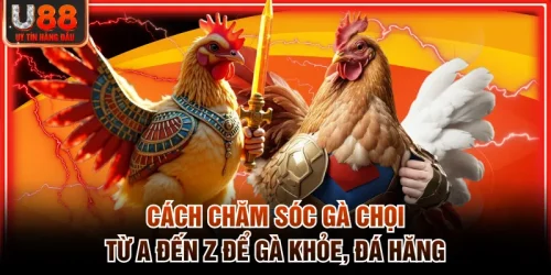 cách chăm sóc gà chọi