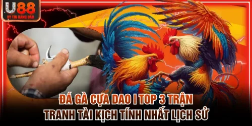 Đá gà cựa dao