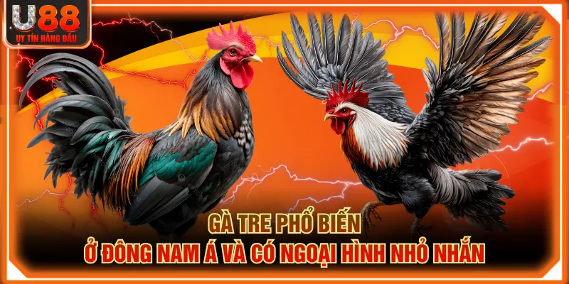 Gà tre phổ biến ở Đông Nam Á và có ngoại hình nhỏ nhắn