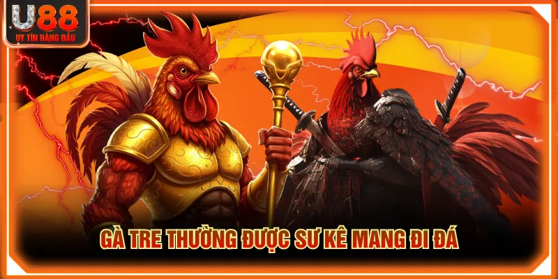 Gà tre thường được sư kê mang đi đá