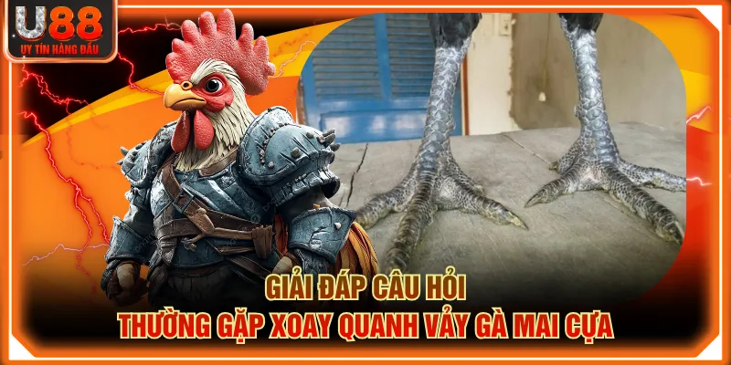 Giải đáp câu hỏi thường gặp xoay quanh Vảy Gà Mai Cựa