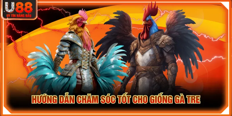 Hướng dẫn chăm sóc tốt cho giống gà tre