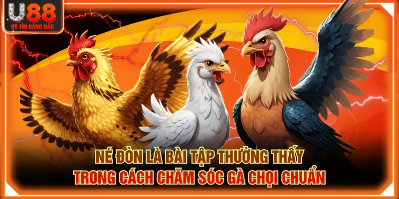 Né đòn là bài tập thường thấy trong cách chăm sóc gà chọi chuẩn