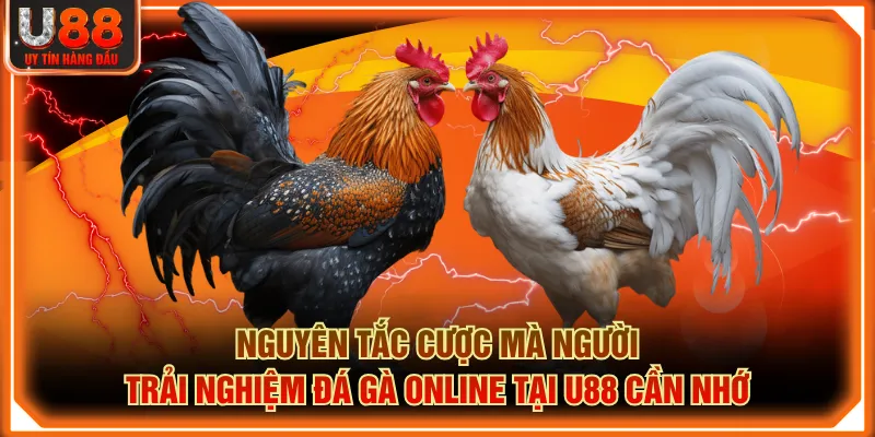 Nguyên tắc cược mà người trải nghiệm đá gà online tại U88 cần nhớ