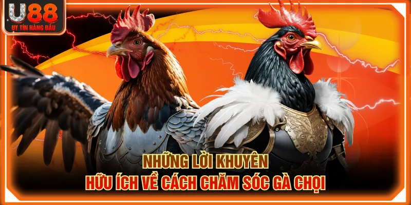 Những lời khuyên hữu ích về cách chăm sóc gà chọi