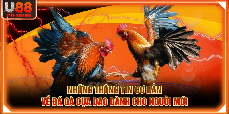 Những thông tin cơ bản về đá gà cựa dao dành cho người mới