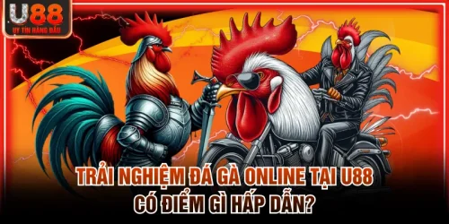 Trải nghiệm đá gà online tại U88