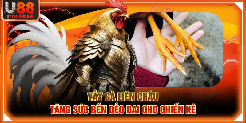 Vảy Gà Liên Châu tăng sức bền dẻo dai cho chiến kê