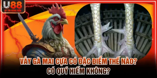 Vảy Gà Mai Cựa