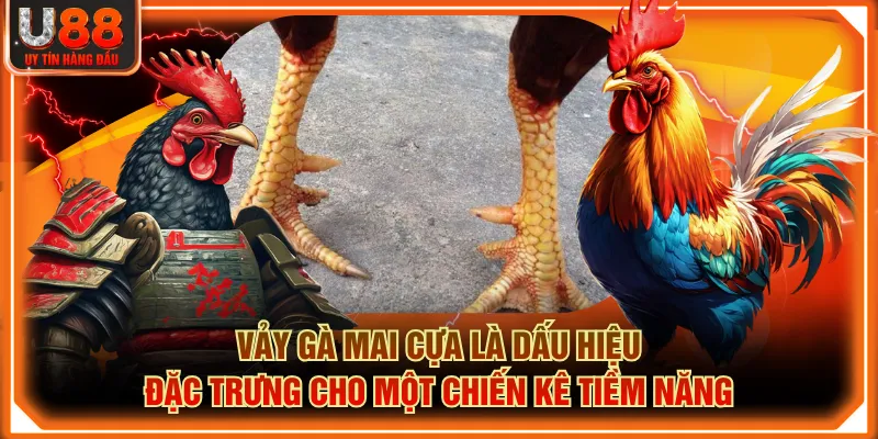 Vảy Gà Mai Cựa là dấu hiệu đặc trưng cho một chiến kê tiềm năng