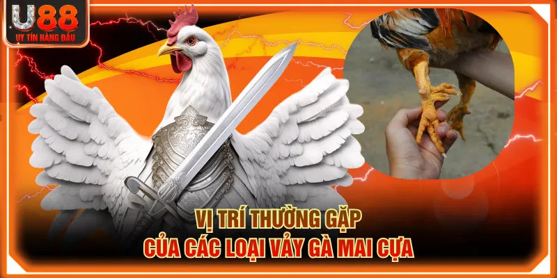 Vị trí thường gặp của các loại Vảy Gà Mai Cựa